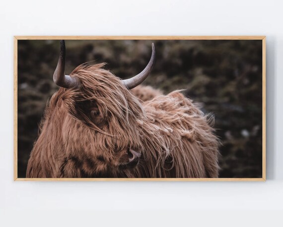 Highland Cow Print For The Frame Tv Art Samsung Wallpaper Cute Farmhouse