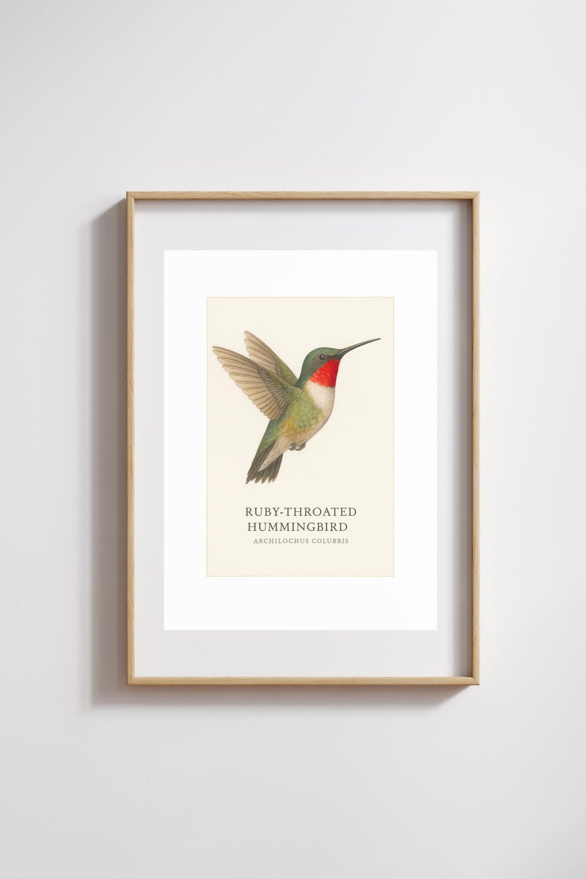 Ruby-Throated Hummingbird Vintage Ornithology Illustration Poster