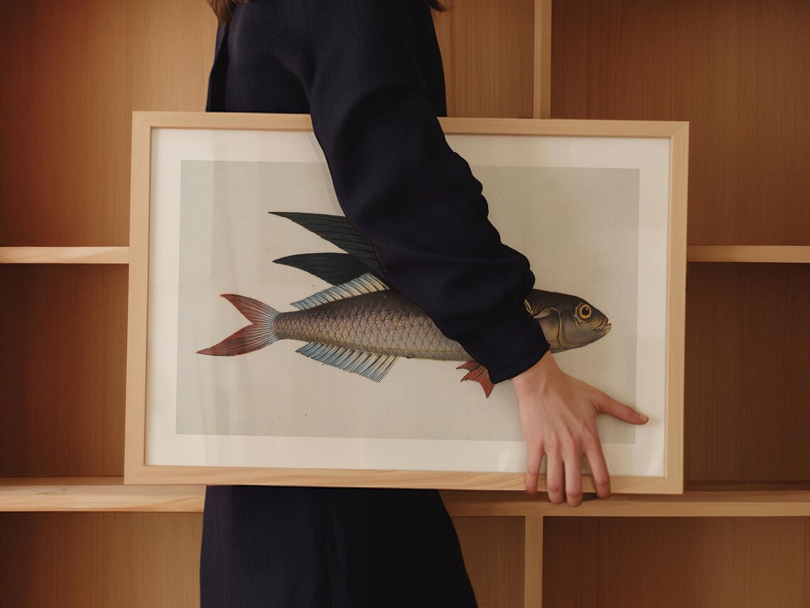 Flying Fish Vintage Naturalist Marine Illustration Art Poster - Image 3