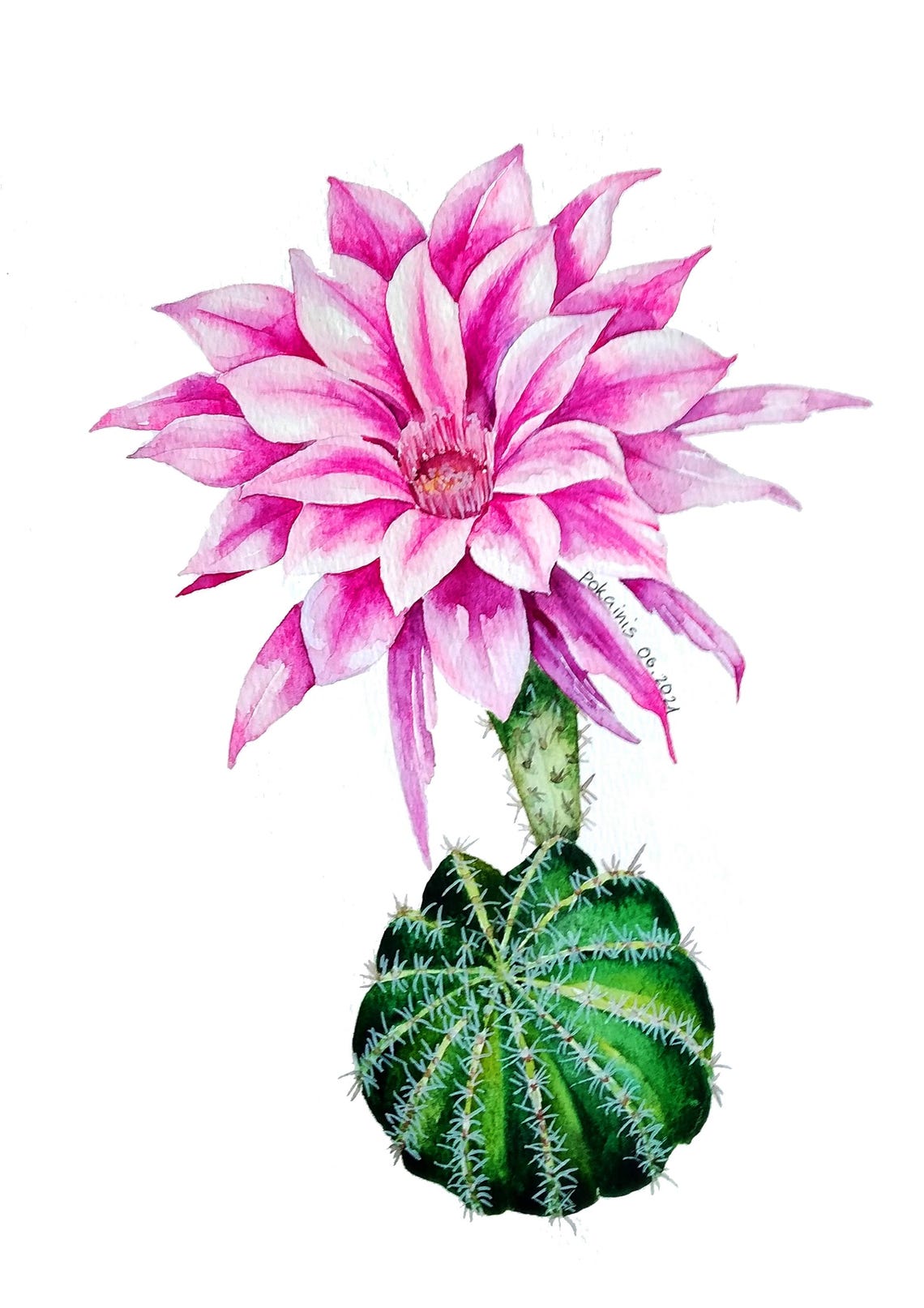 Flowering Cactus Pink Bloom Watercolor Botanical Plant Art Poster