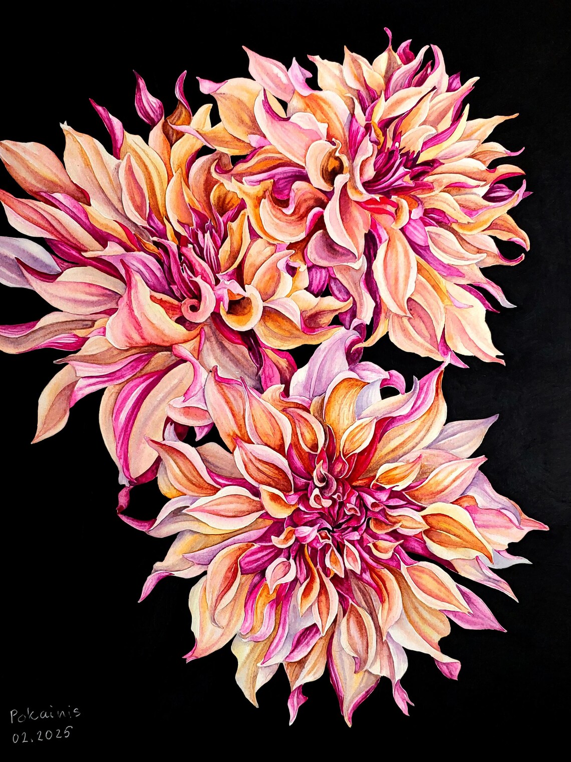 Pink Dahlia Trio Watercolor Floral on Black Background Poster