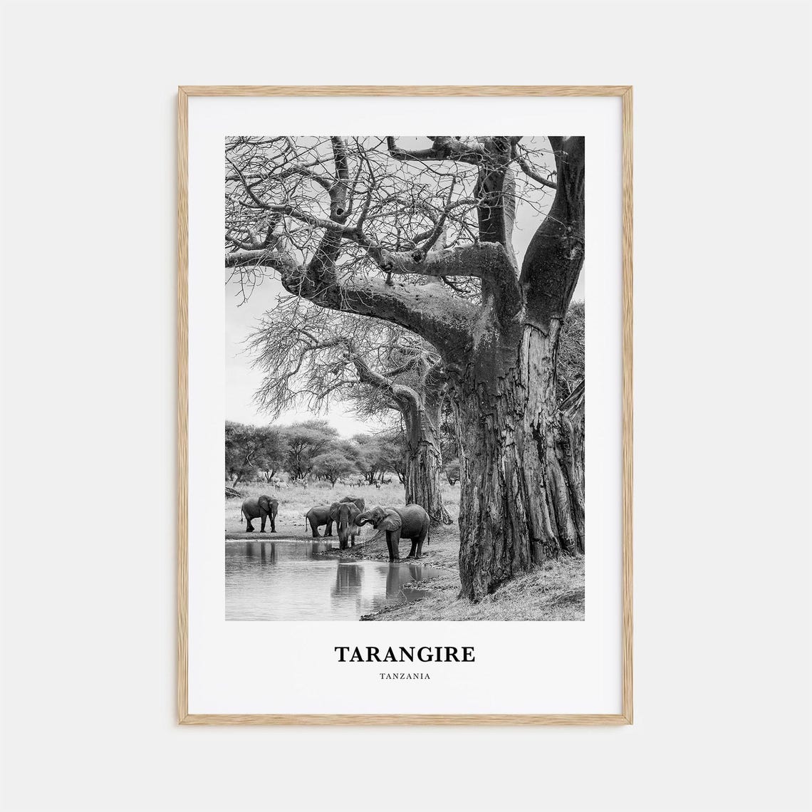 Tarangire Elephants at Baobab Waterhole Black and White Poster