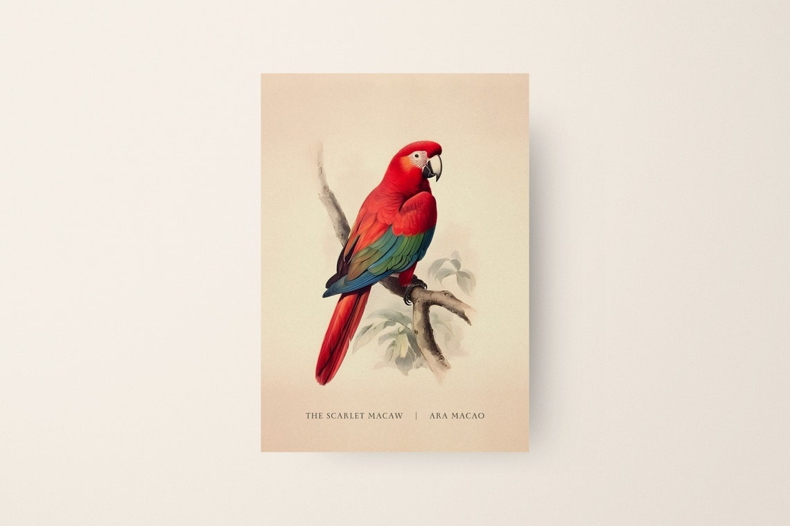 Scarlet Macaw Ara Macao Vintage Tropical Parrot Bird Art Poster
