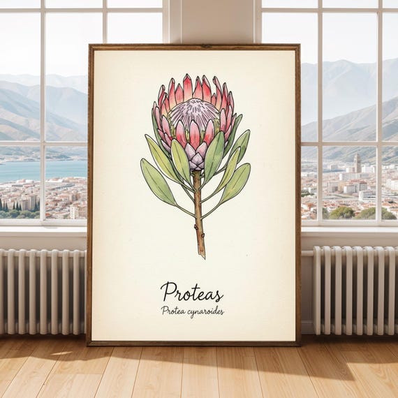Protea Flower Art Print Vintage Botanical Watercolor Illustration