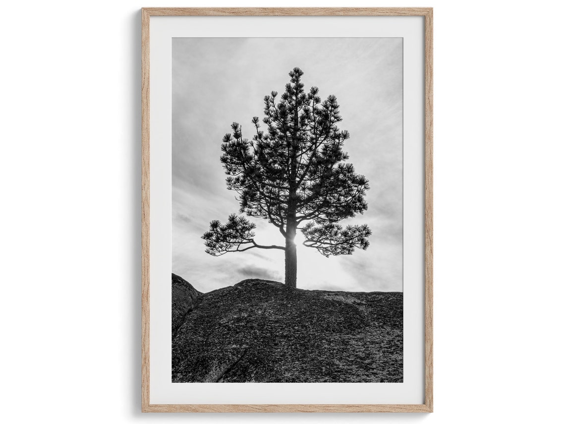 Lone Pine Tree Silhouette On Rocky Hill Black And White Nature Print - Image 5