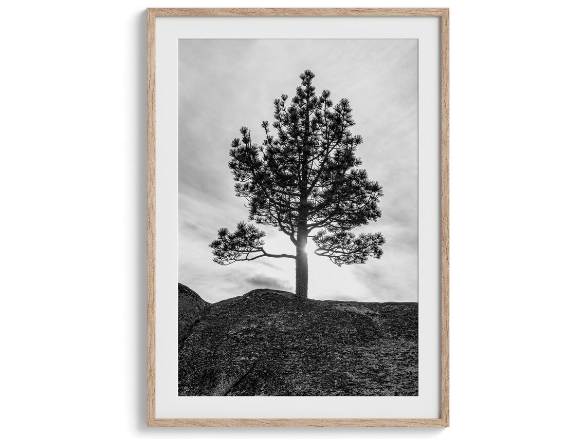 Western Black And White Tree Print Extra Large Minimalist Tree Wall Art Western Nature Artwork For Home Or Office Decor - Image 5