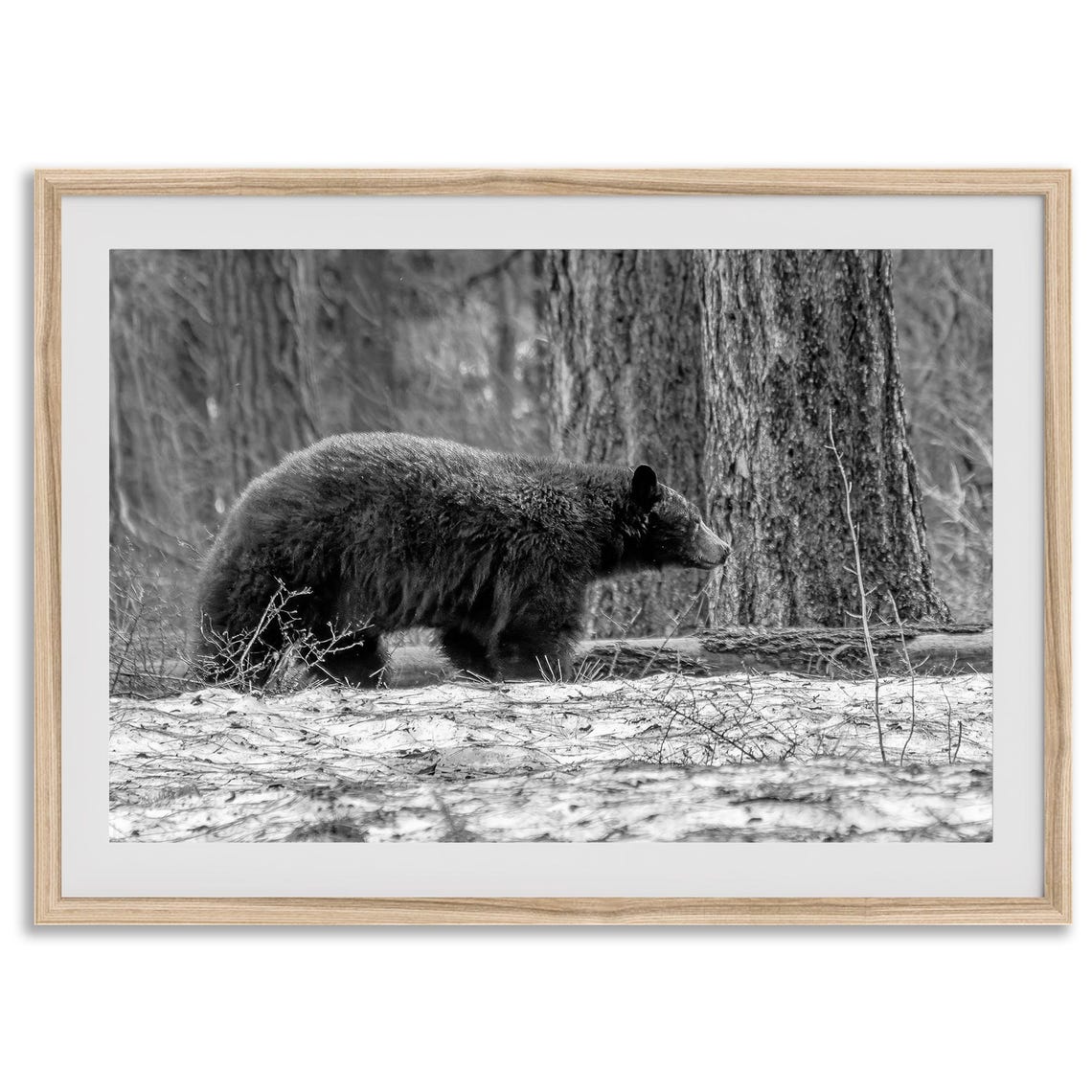 Black Bear Walking Snowy Forest Black And White Wildlife Art Poster