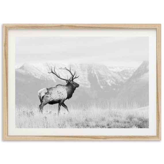 Elk Black And White Landscape, Wildlife Art Print