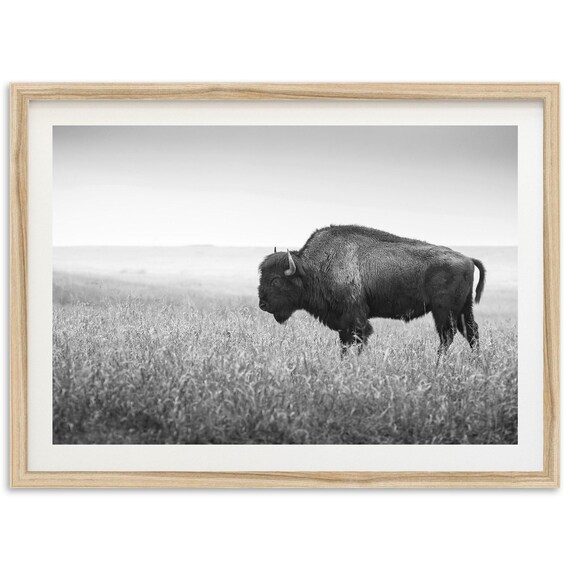 Bison Art Print, Black And White Western Nature