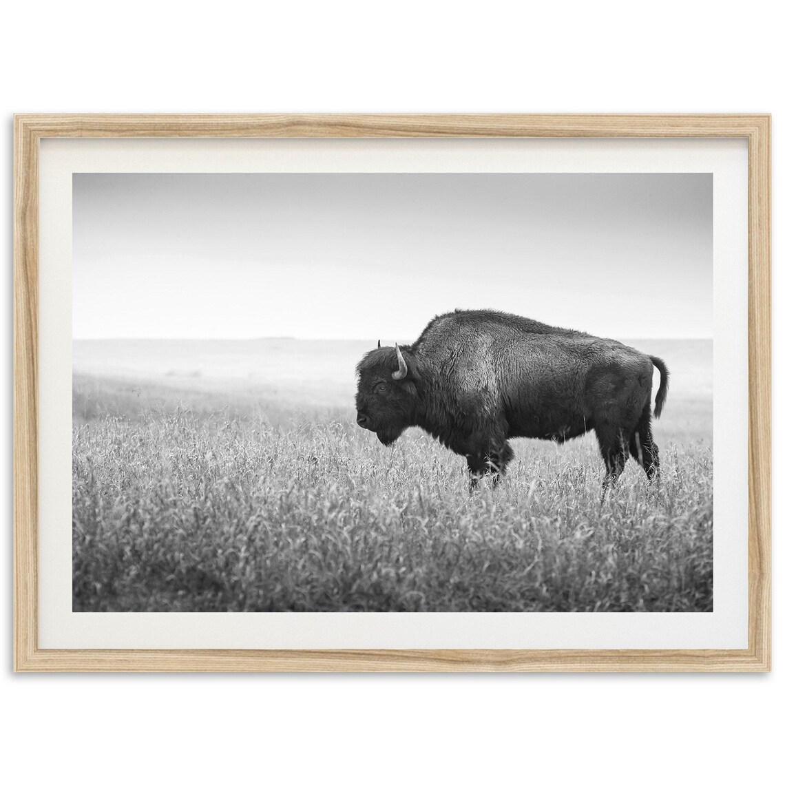 Bison Art Print, Black And White Western Nature