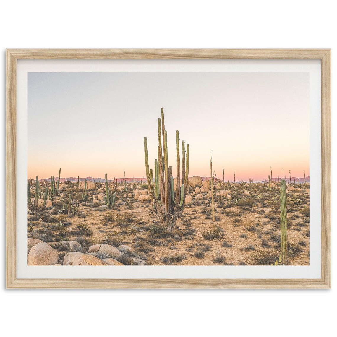 Desert Photography Print, Baja Mexico Southwestern Cactus