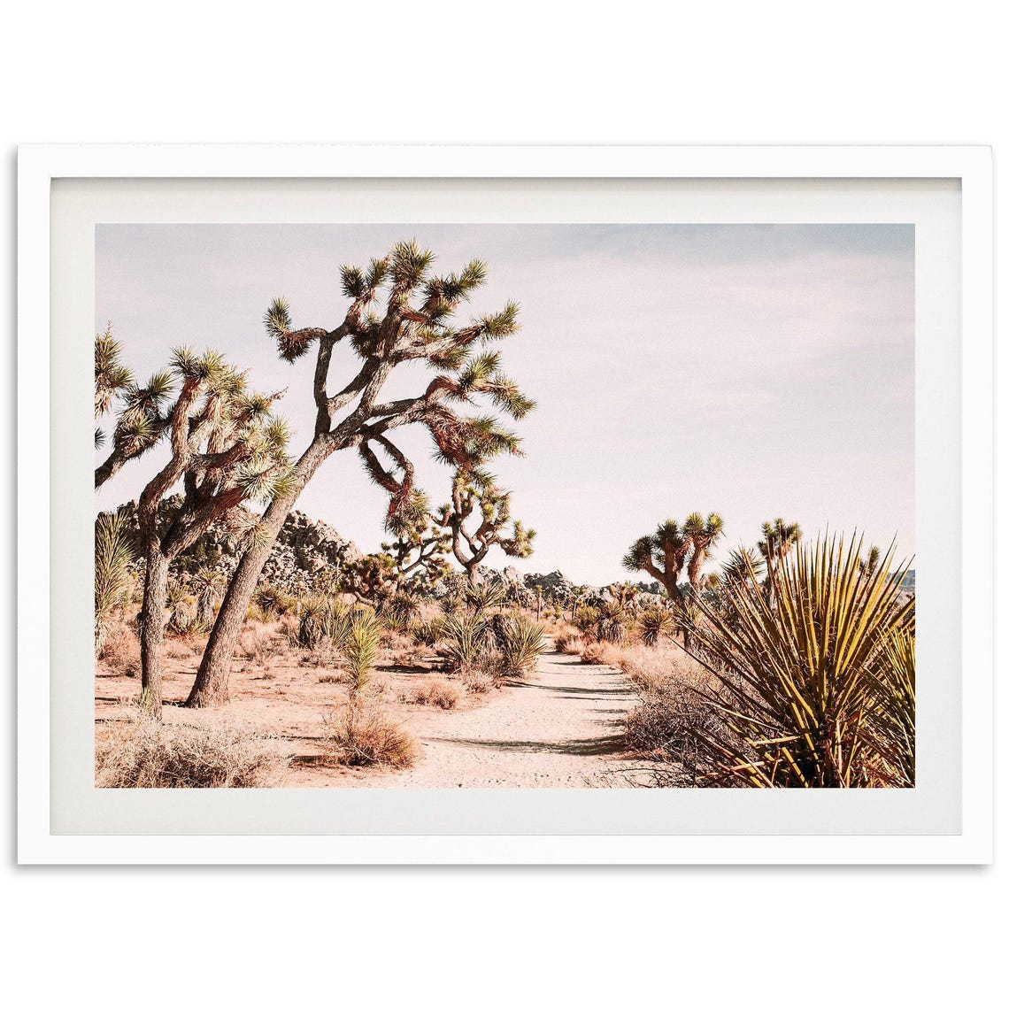 Joshua Tree Desert Trail Through Mojave Yucca Landscape Poster