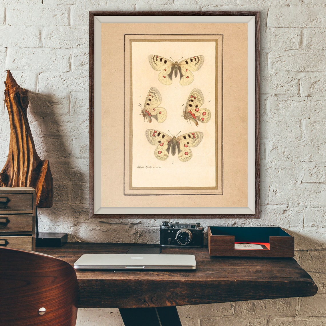 Vintage Apollo Butterfly Plate Antique Alpine Species Poster