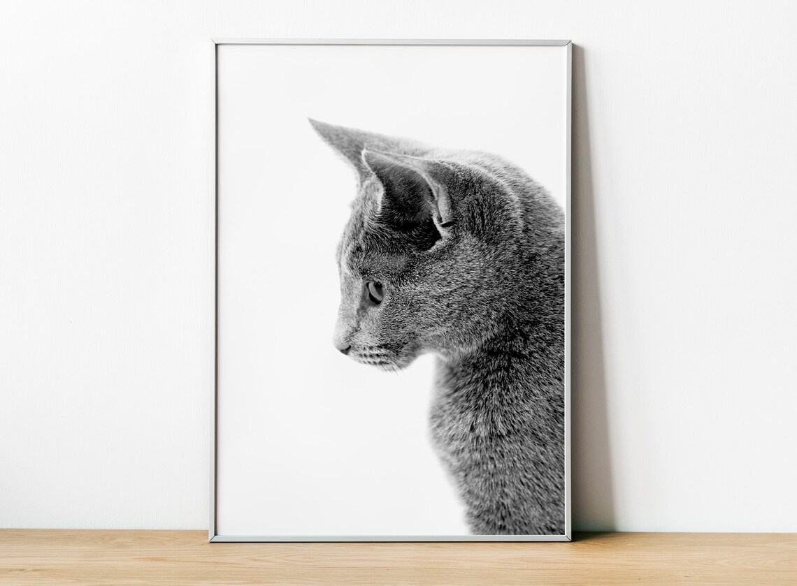 Cat Fine Art Photography, Cat Lover Gift