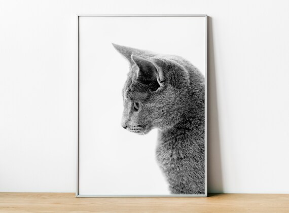 Cat Fine Art Photography, Cat Lover Gift