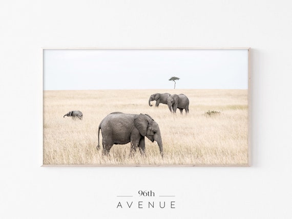 Elephant Art Print