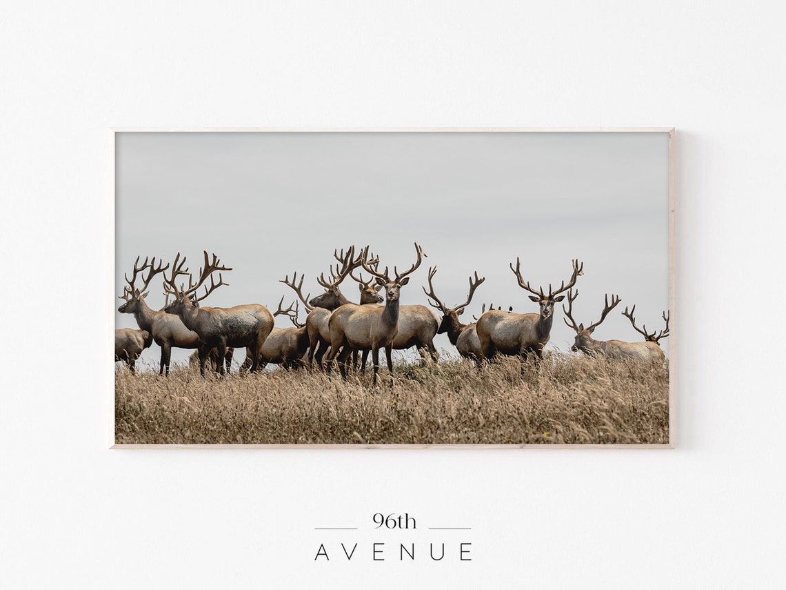 Elk Herd with Large Antlers Standing in Tall Golden Grass Poster