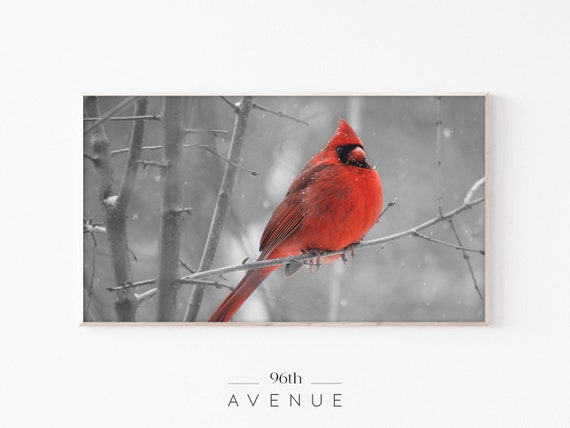Red Bird Christmas Cardinal Wildlife Art Print