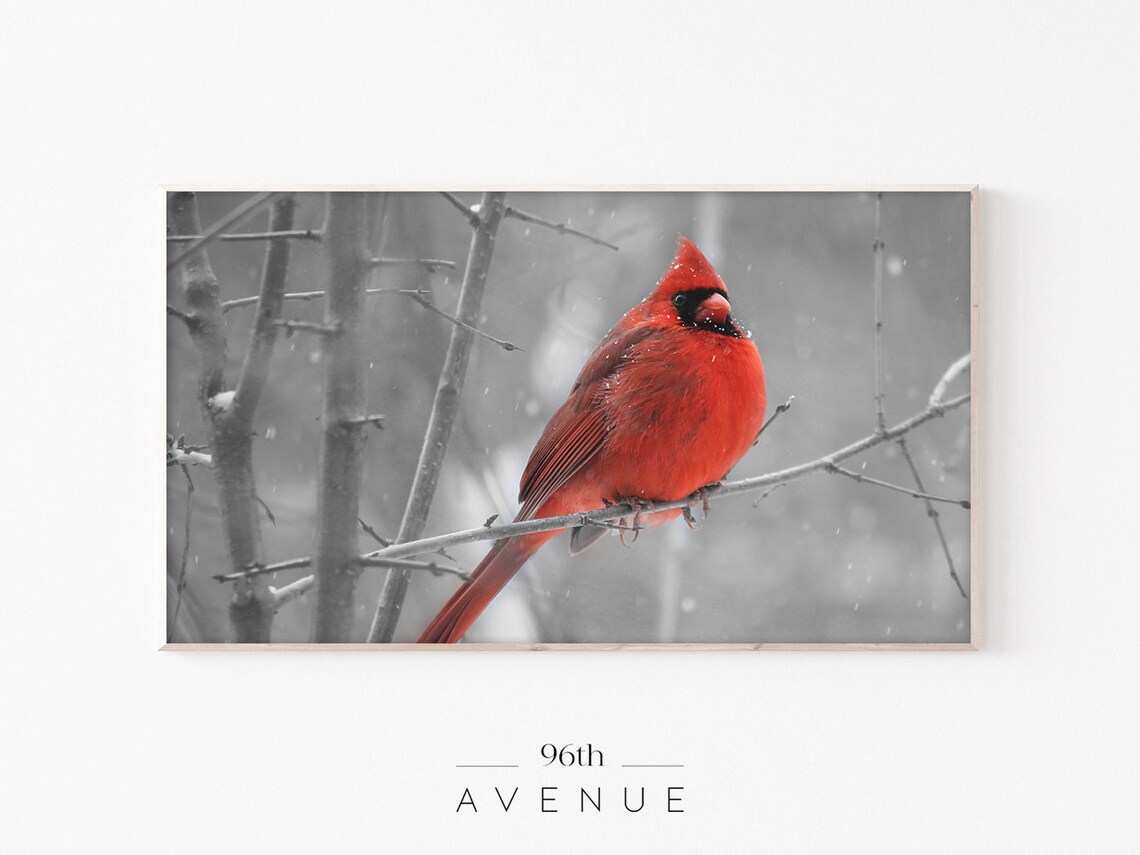 Red Bird Christmas Cardinal Wildlife Art Print