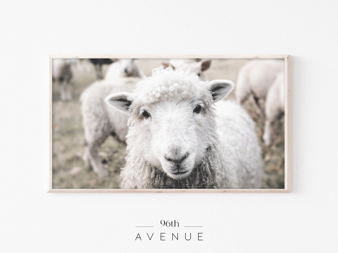 Curious Sheep Close Up Farm Animal Portrait Wool Flock Poster
