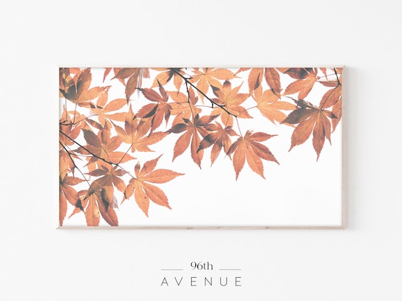 Delicate Golden Autumn Maple Branches White Background Poster