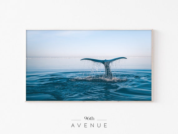 Whale Tail Coastal TV Art Print