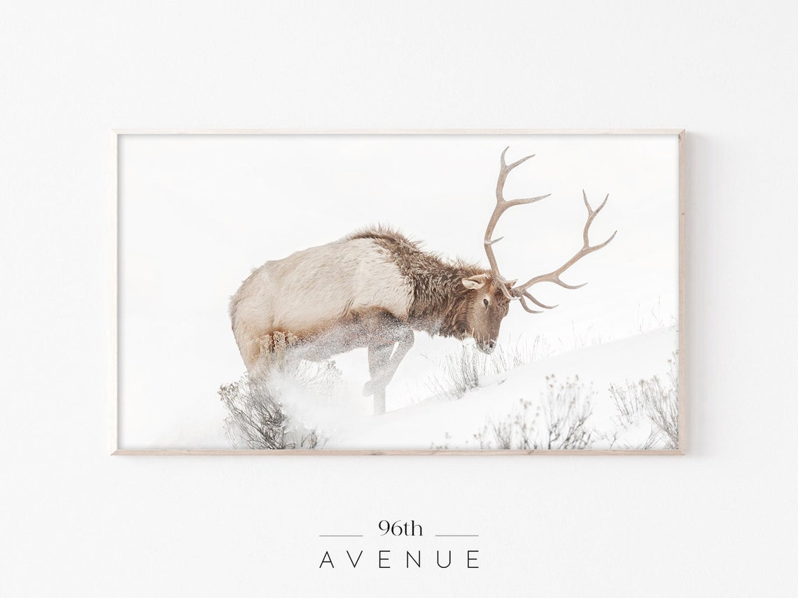 Elk Stag Wading Through Deep Fresh Snow in a Winter Storm Poster