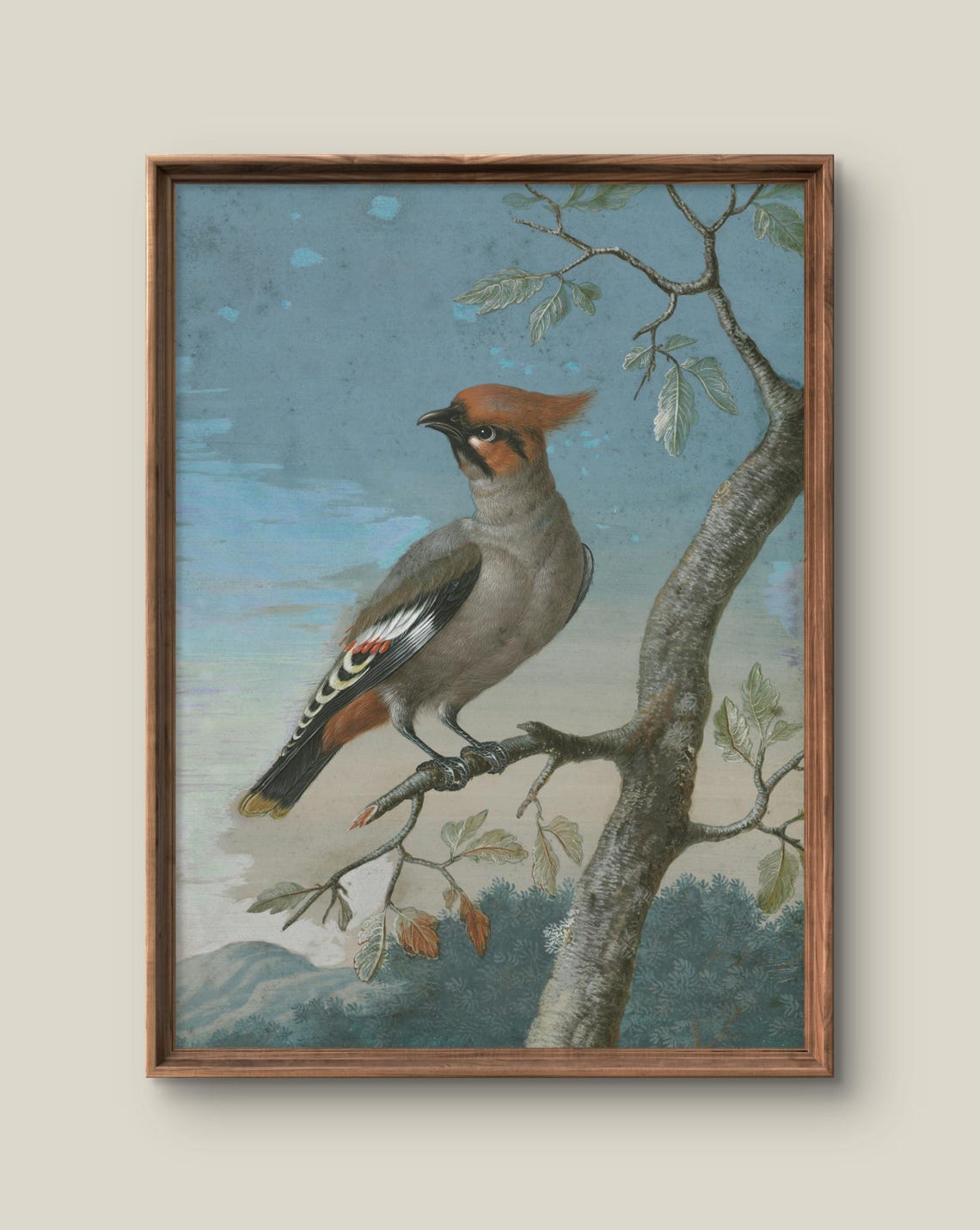 Bohemian Waxwing on Branch Antique Ornithology Bird Painting Poster