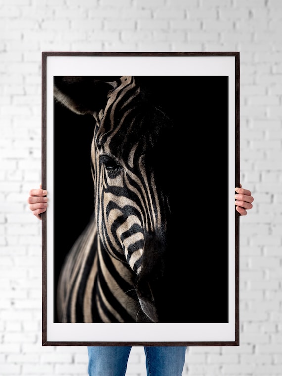 Black Background Zebra Close Up Dramatic Wildlife Photography Poster