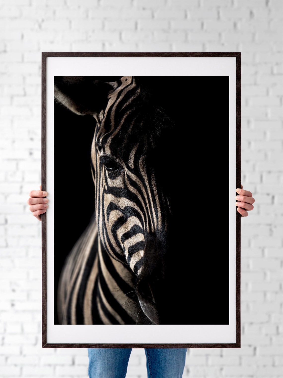 Black Background Zebra Close Up Dramatic Wildlife Photography Poster