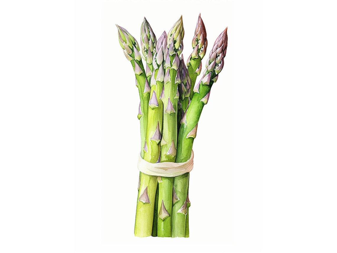 Asparagus Watercolor Botanical Art Print, Rustic Kitchen