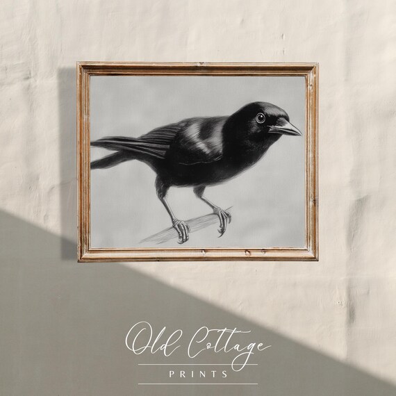Blackbird Charcoal Sketch Black And White Songbird Study Poster