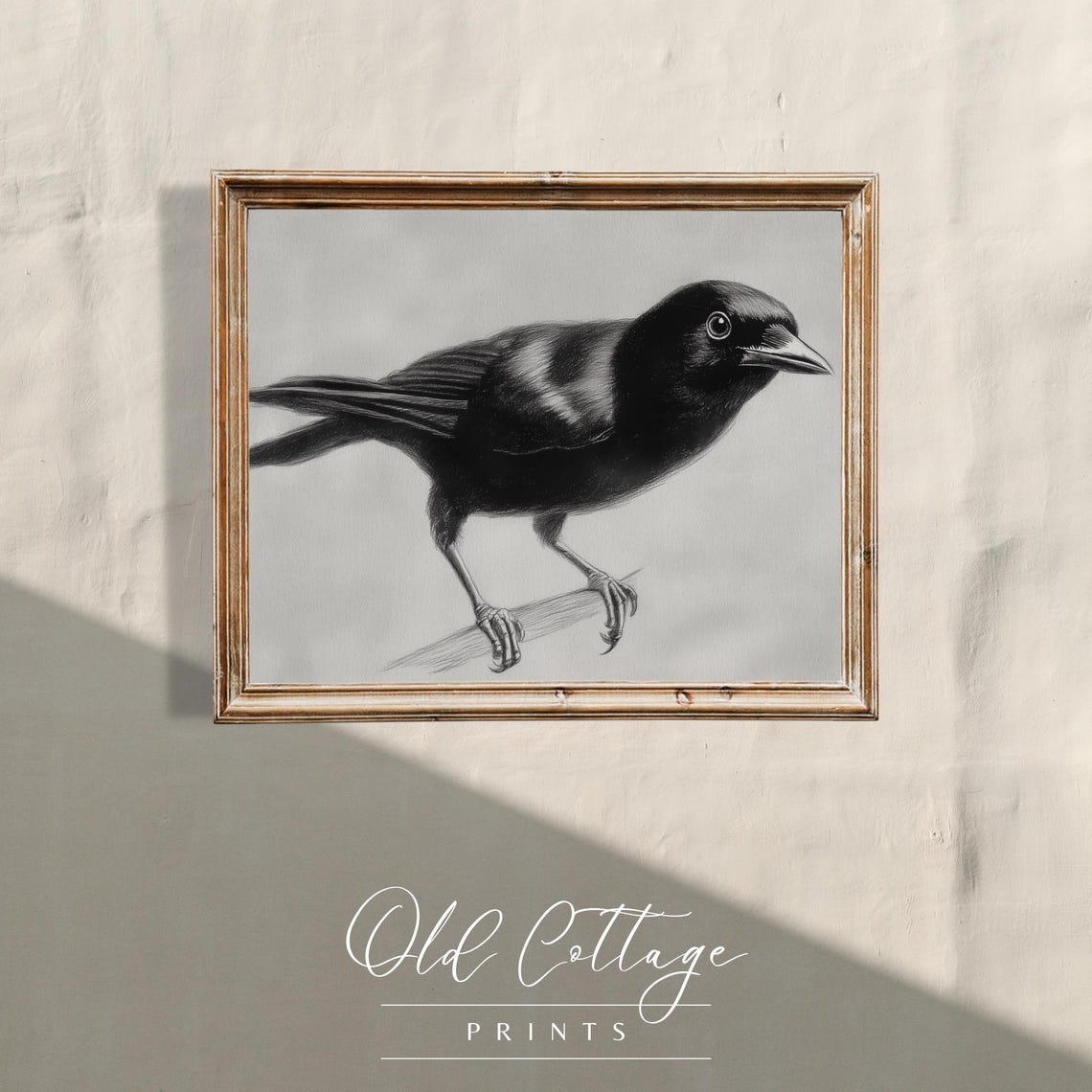Blackbird Charcoal Sketch Black And White Songbird Study Poster