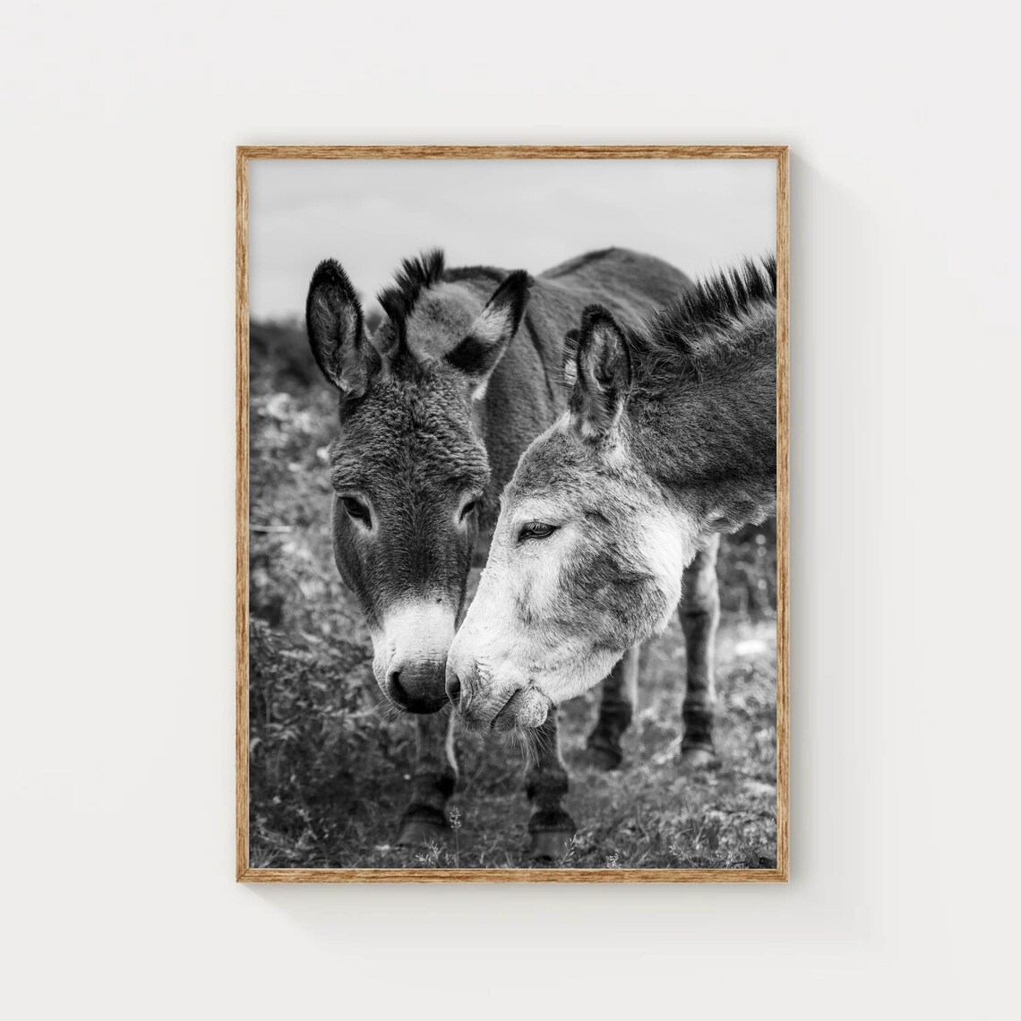 Donkeys in Connemara National Park, Irish Art Print