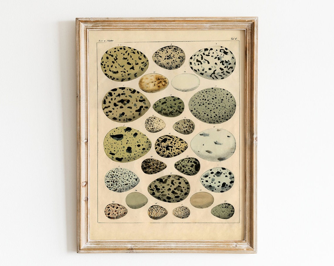Antique Vintage Speckled Bird Eggs Natural History Chart Wall Art