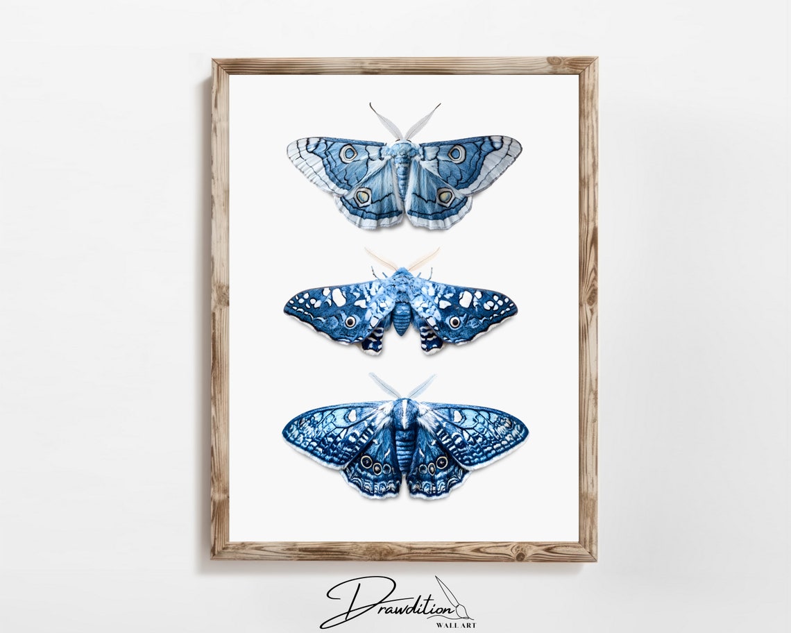 Blue Moth Trio Vintage Entomology Insect Illustration Fall Poster