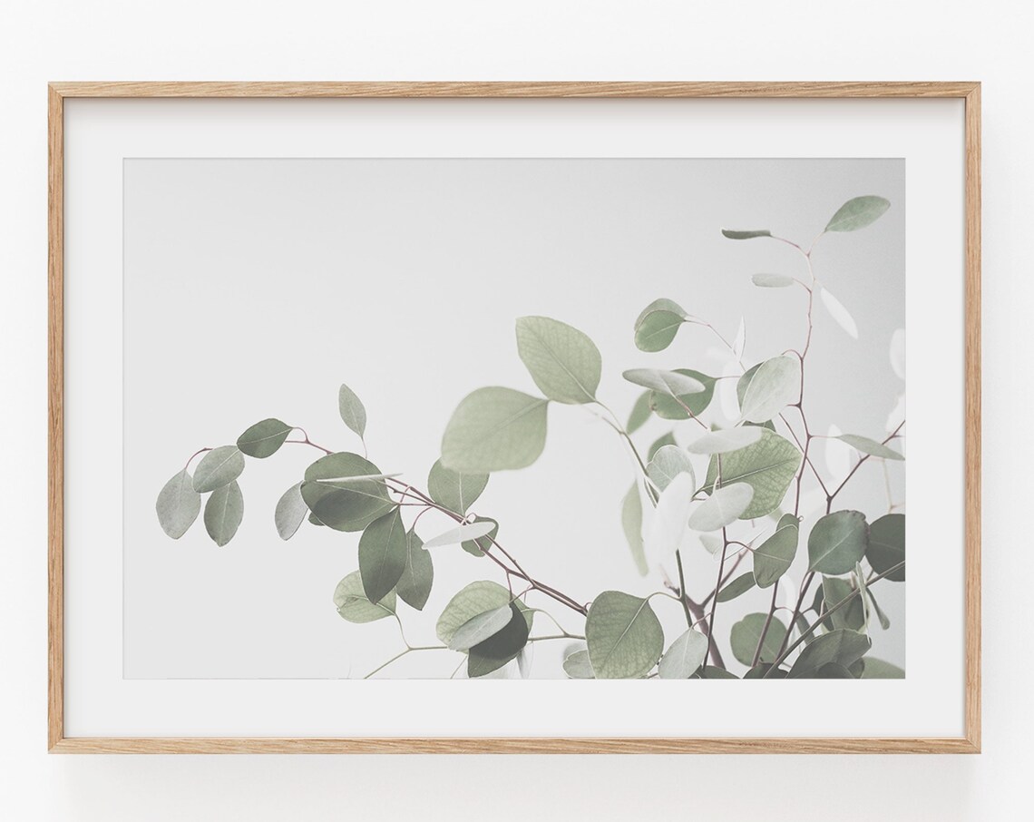 Eucalyptus Botanical Art Print, Horizontal Plant Study - Image 2