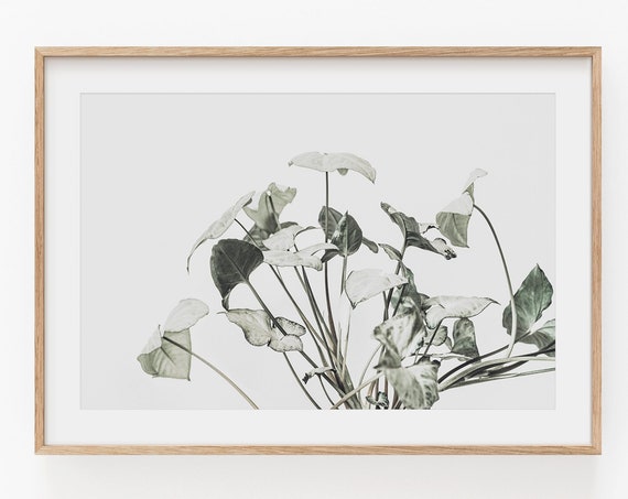 Botanical Farmhouse Art Print, Horizontal Plant Art