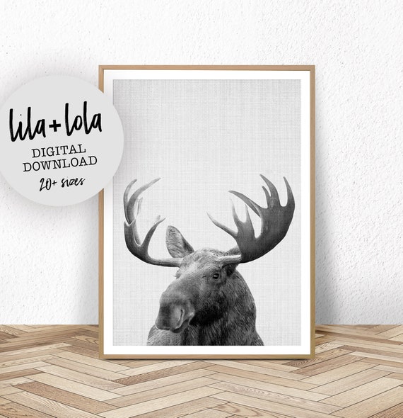 Moose Black And White Animal Art Print