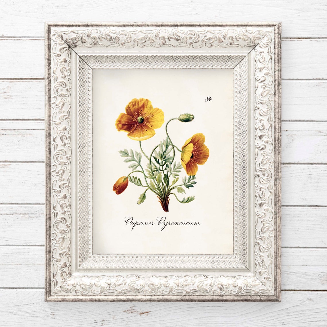 Papaver Pyrenaicum Yellow Poppy Vintage Botanical Wall Poster - Image 2