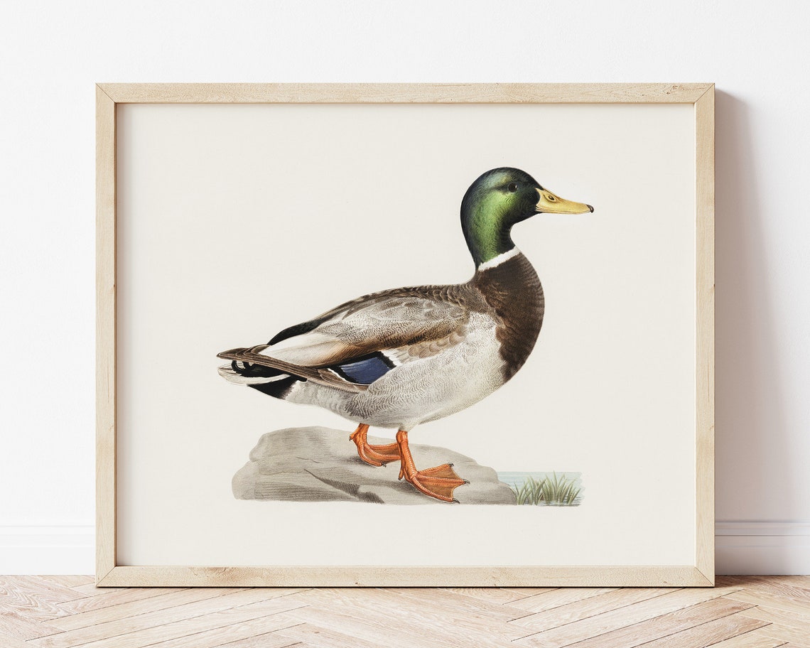 Mallard Drake Duck Vintage Natural History Illustration Poster