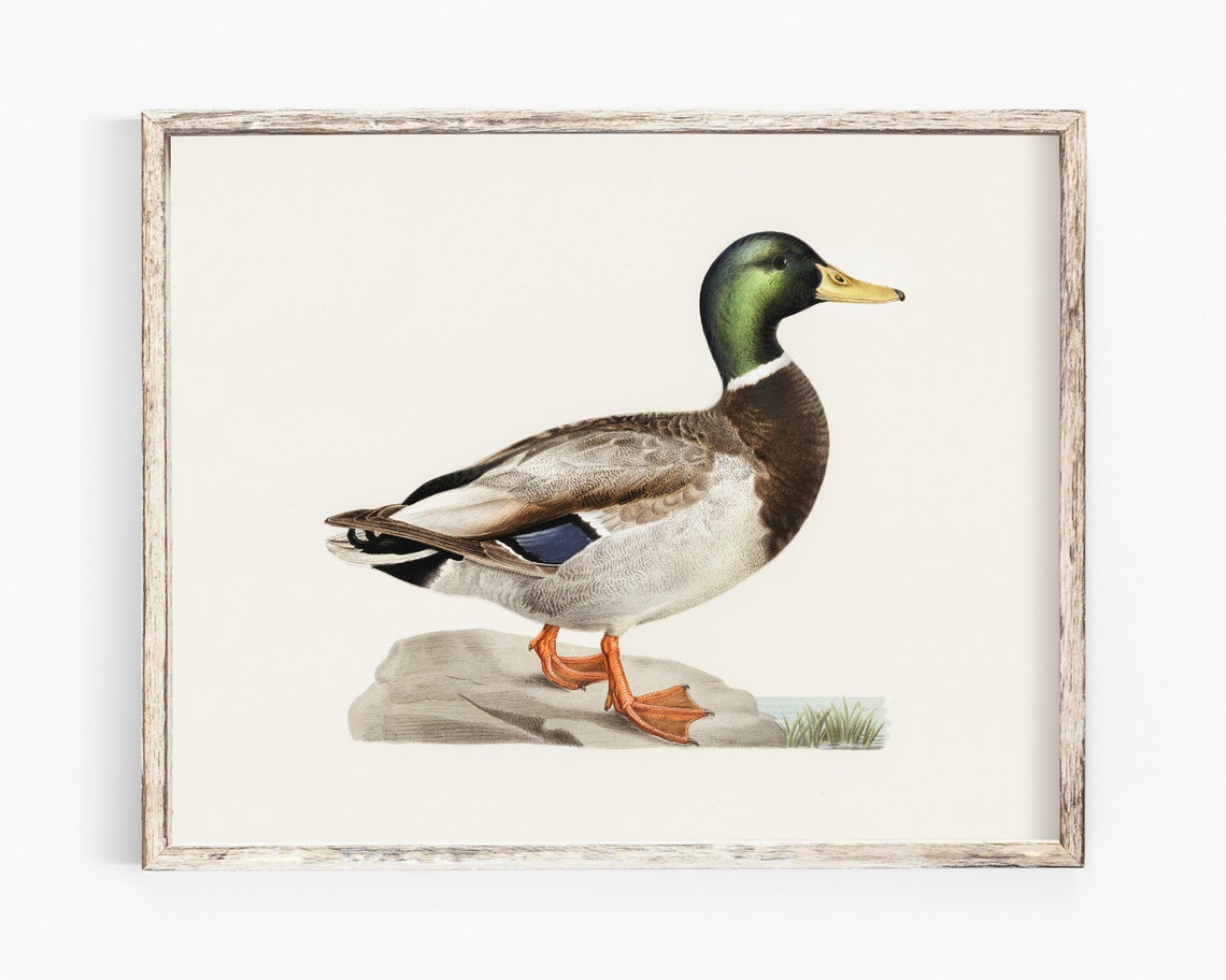 Mallard Drake Duck Vintage Natural History Illustration Poster - Image 3
