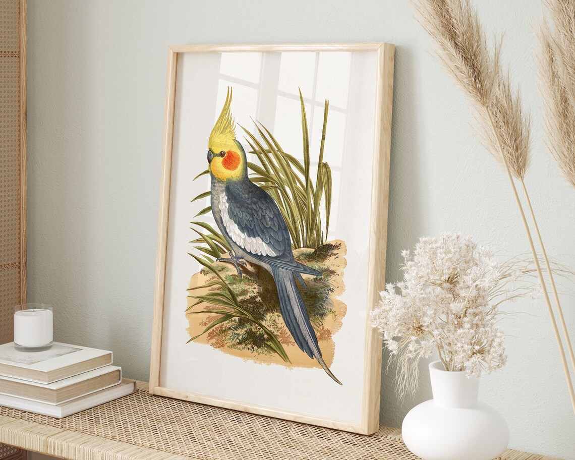 Cockatiel Vintage Bird Illustration Antique Naturalist Tropical Poster