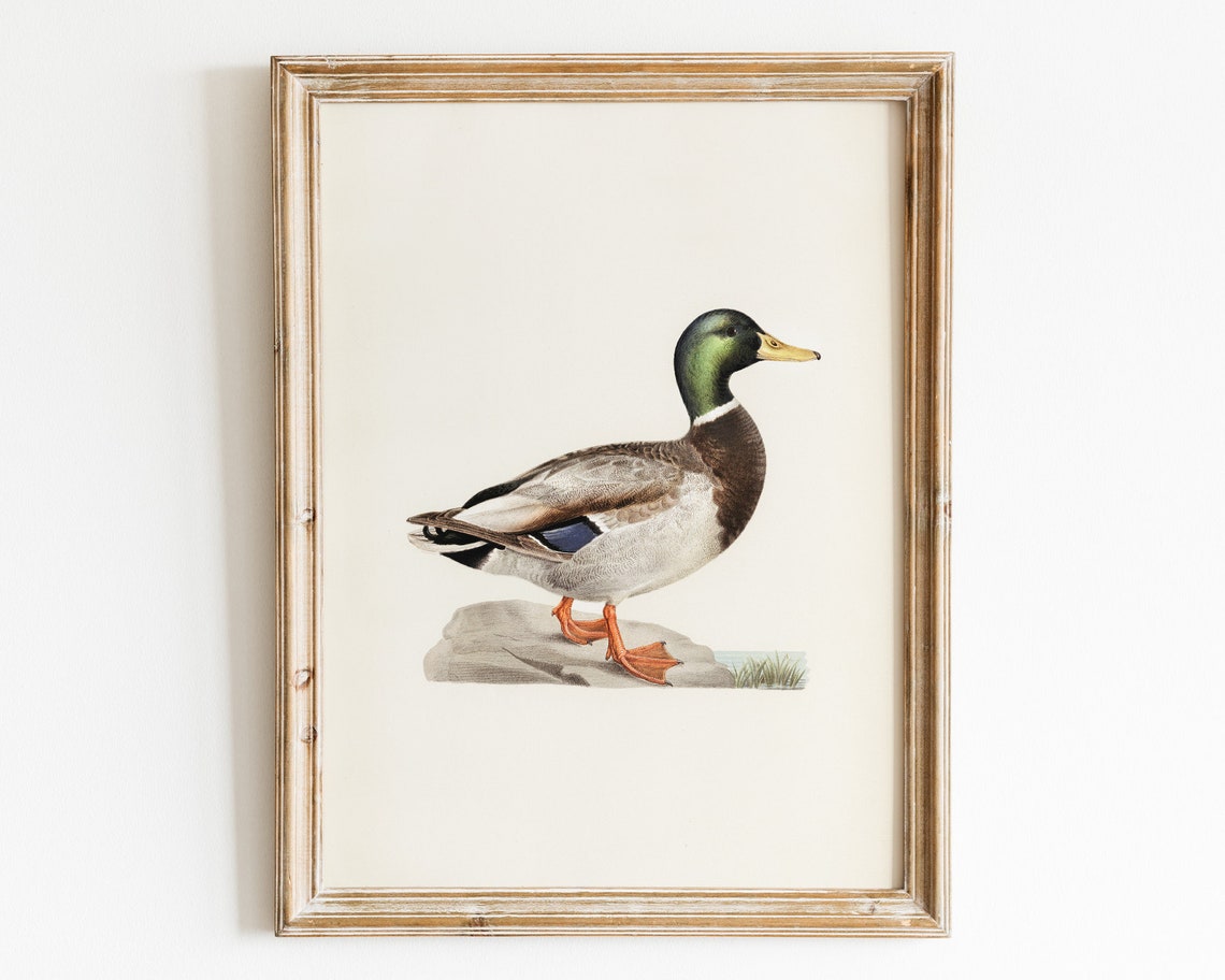 Mallard Drake Duck Vintage Naturalist Bird Illustration Poster - Image 2