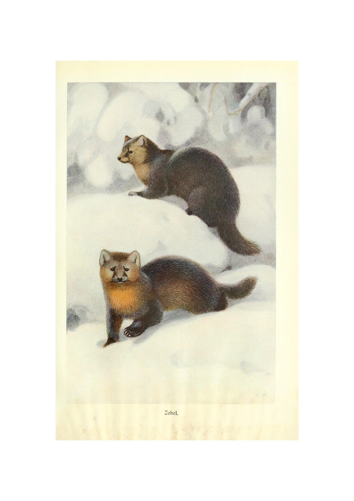 Sable Antique Lithograph by Alfred Brehm, Vintage