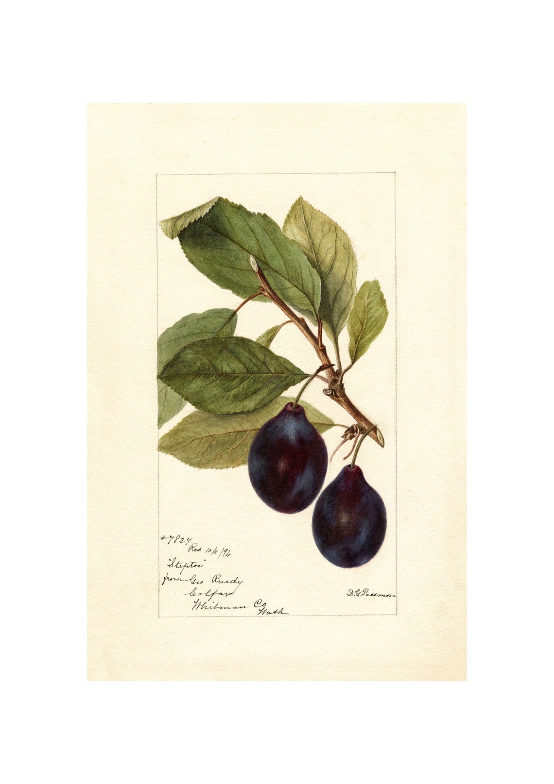 Steptoe Plum Branch Antique Pomological Watercolor 1912 Art Poster