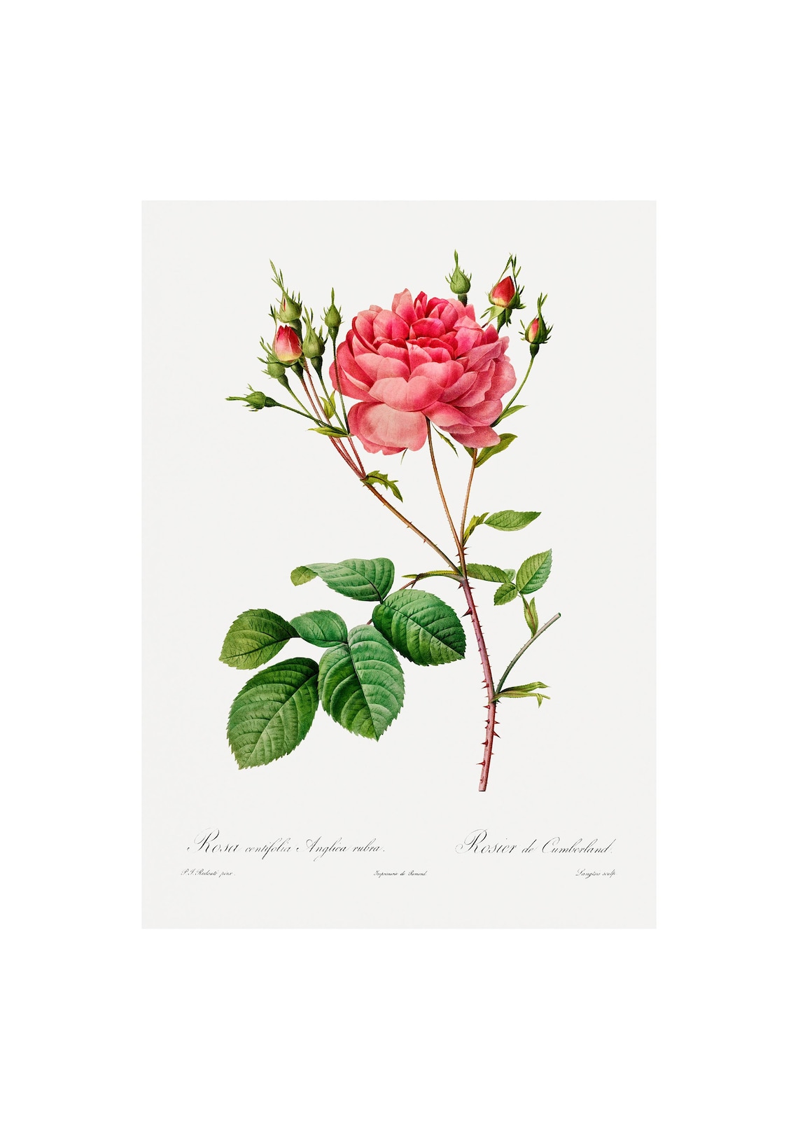 English Rose Antique Lithograph, Botanical Print