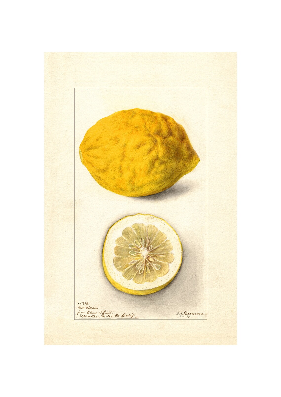 Pomological Lemon Watercolor, Botanical Art Print