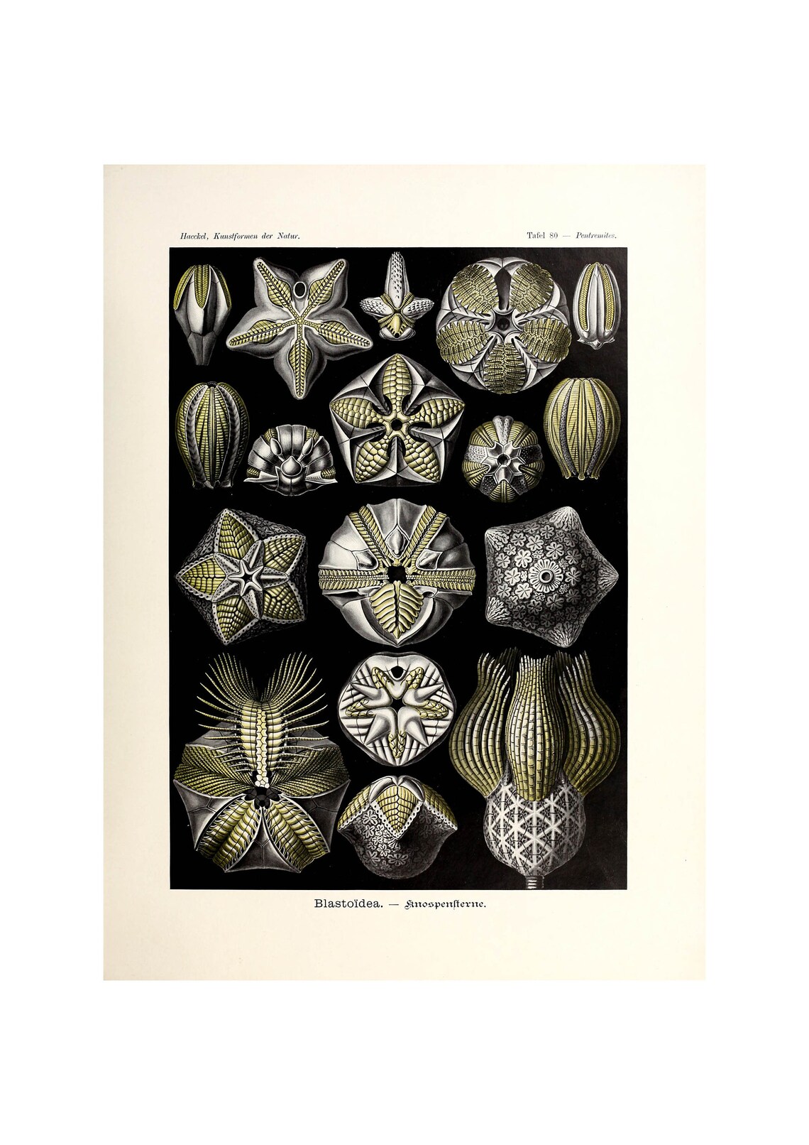 Ernst Haeckel Art Forms in Nature, Blastodeab