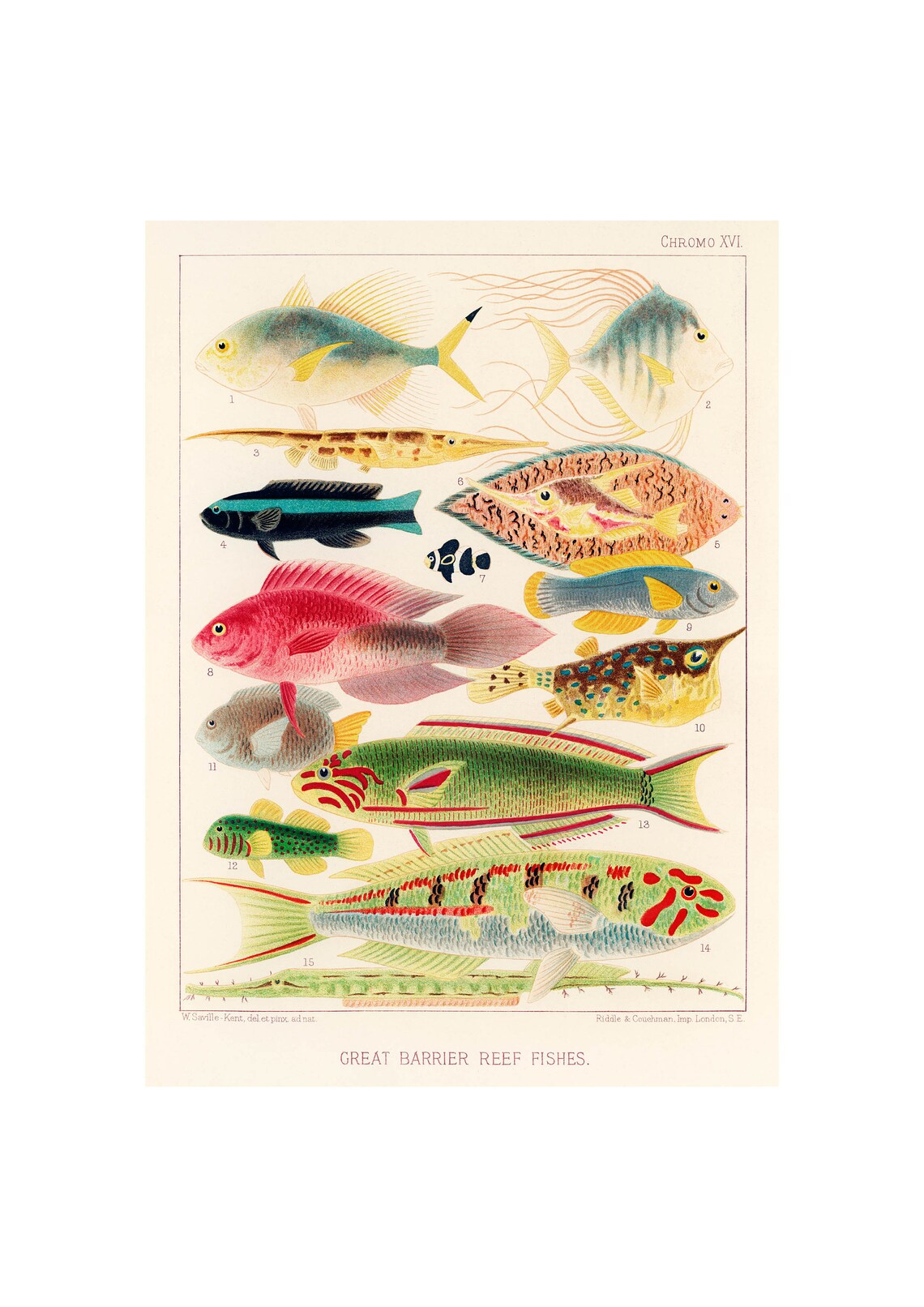 Great Barrier Reef Fishes, Vintage Lithography